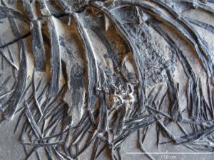 Fosil Reptil Laut 240 Juta Tahun Lalu