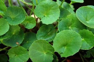 Daun Pegagan
