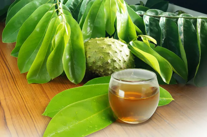 Obat Herbal Terbaik Daun Sirsak