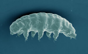 Tardigrade