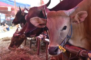 Sapi Qurban