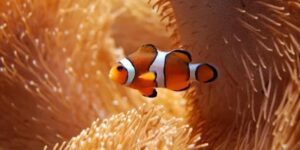 Tidurnya Ikan Nemo